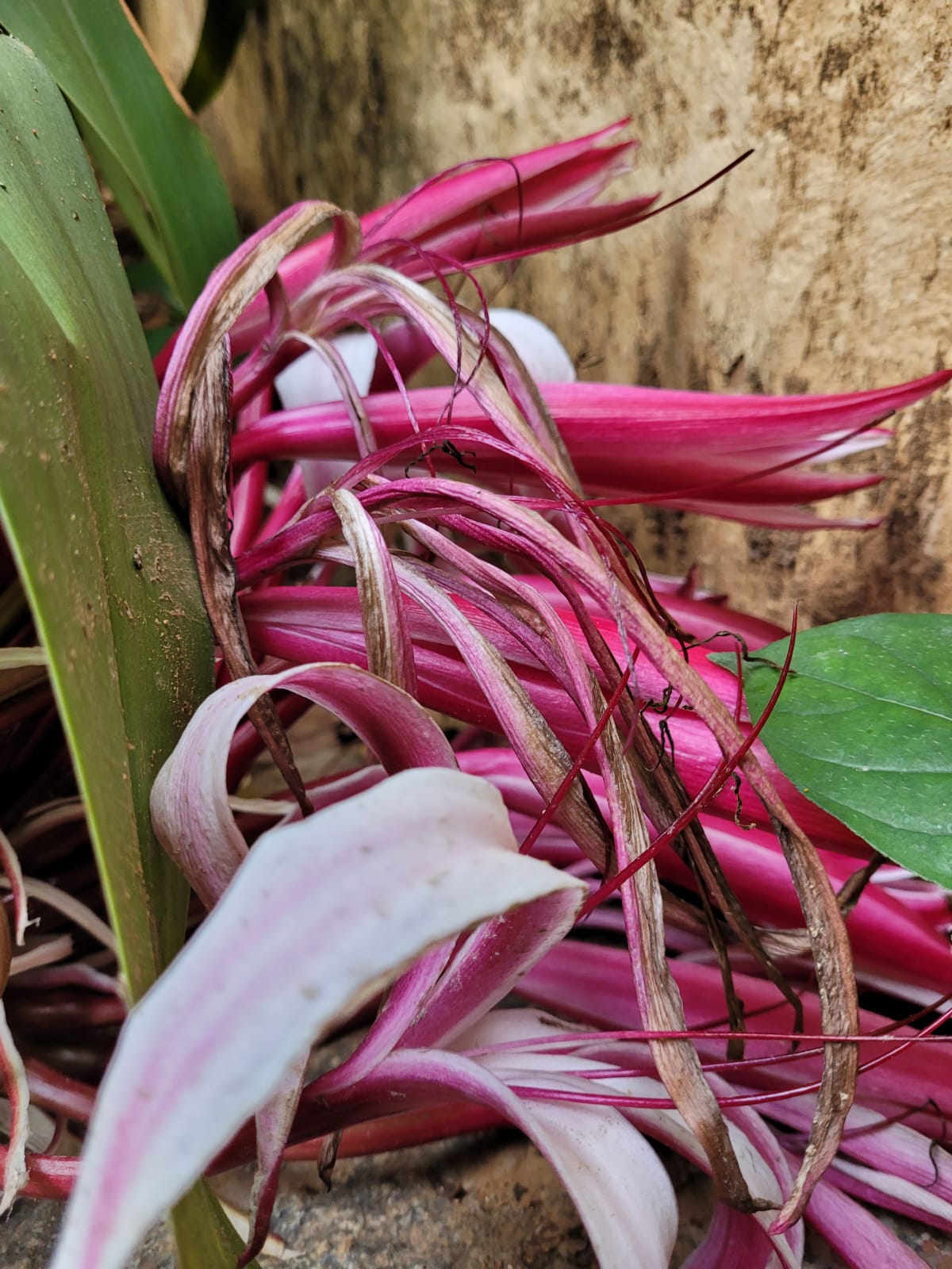 rhs_chelsea_flower_show